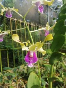 Dendrobium Divani Annura