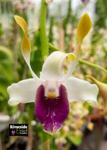 Dendrobium Divani Annura