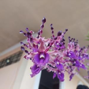 Dendrobium Pangkalima Maga