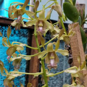 Dendrobium Pangkalima Maga