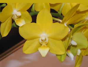 Phalaenopsis Ching Ann Shito Bat