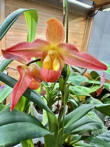 Phragmipedium Quintal Fire Wings