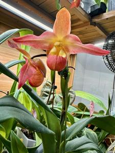 Phragmipedium Quintal Fire Wings