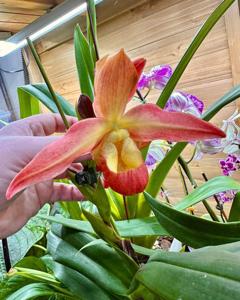 Phragmipedium Quintal Fire Wings