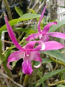 Dendrobium De Gunung Tambo