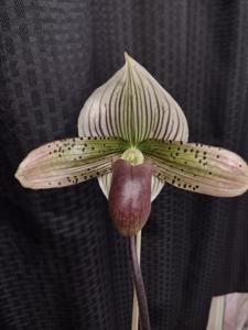 Paphiopedilum Macabre Romance