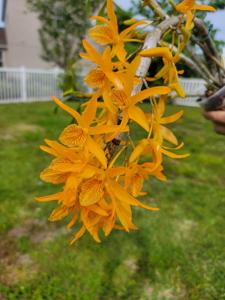 Dendrobium Tangerine Stars