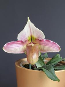 Paphiopedilum Blyat