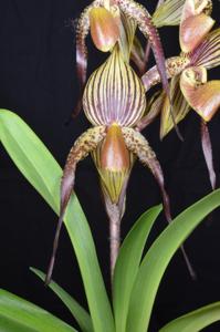 Paphiopedilum Regine Plows