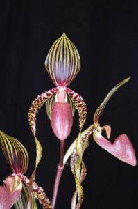 Paphiopedilum Dale's Dragon