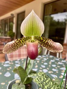 Paphiopedilum Love Wins