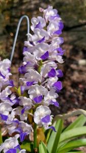 Vandachostylis Jairak Pearl