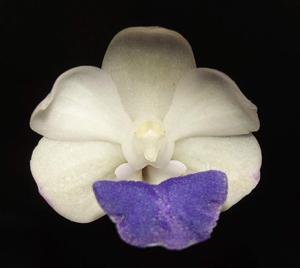 Vandachostylis Jairak Pearl