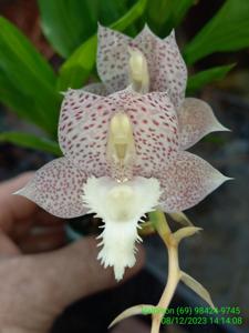 Catasetum Tigre Branco