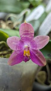 Phalaenopsis Tanagra