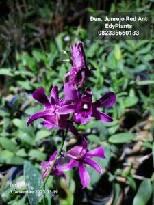 Dendrobium Junrejo Red Ant