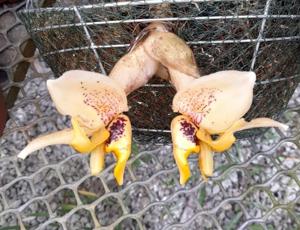 Stanhopea Tirza Simon