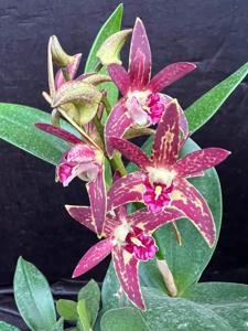 Dendrobium Cosmic Obsession
