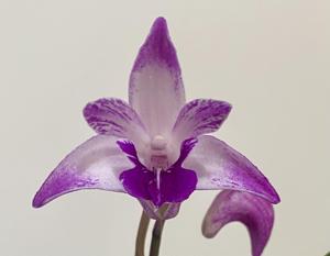 Dendrobium Heinz Greve