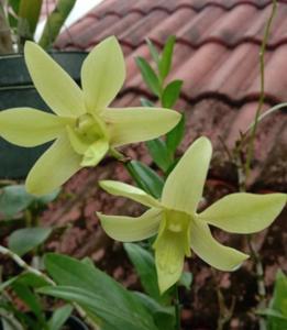 Dendrobium Melukis Senja RanuPani