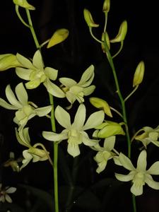 Dendrobium Melukis Senja RanuPani