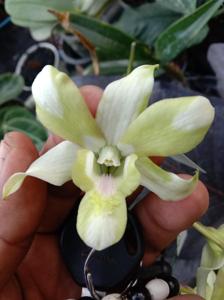 Dendrobium Melukis Senja RanuPani