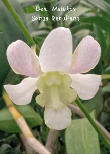 Dendrobium Melukis Senja RanuPani