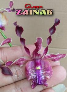 Dendrobium Queen Zainab