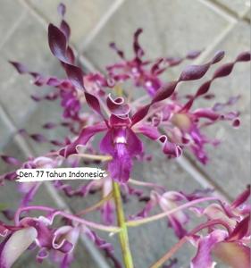 Dendrobium 77 Tahun Indonesia