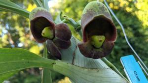 Catasetum Chocolate Cherry Fudge