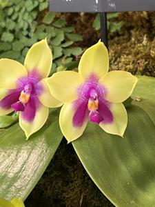 Phalaenopsis Tropical Sunset
