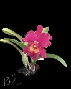 Rhyncholaeliocattleya Karolina Rodriguez Lizano