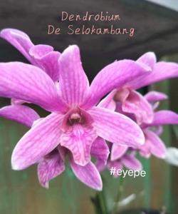 Dendrobium De Selokambang