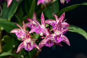 Dendrobium Australian Lollie Shop