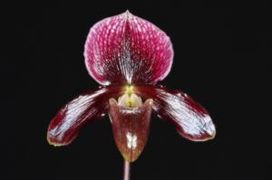 Paphiopedilum Night Song