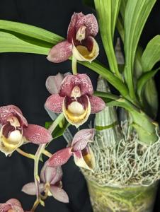 Catasetum Francisco Berrios Gines
