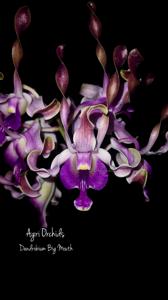 Dendrobium Big Mouth