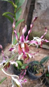 Dendrobium Big Mouth