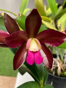 <i>Cattlianthe</i> Auntie Sherry AA