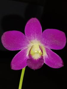 Dendrobium D Hert