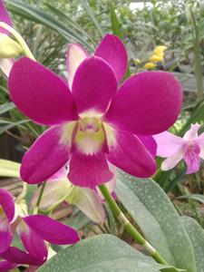 Dendrobium D Hert