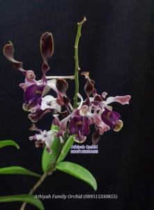 Dendrobium Witadewanti Beauty