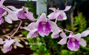 Dendrobium Witadewanti Beauty