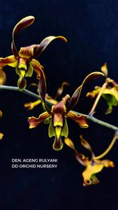 Dendrobium Ageng Rulyani