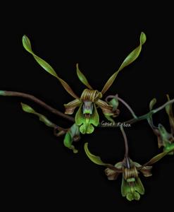 Dendrobium Ageng Rulyani