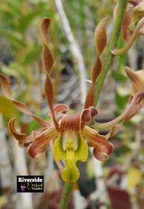 Dendrobium Ageng Rulyani