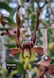 Dendrobium Ageng Rulyani