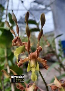 Dendrobium Ageng Rulyani