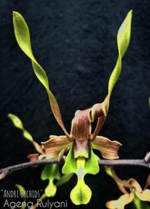 Dendrobium Ageng Rulyani