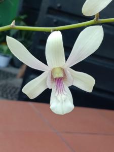 Dendrobium CapungE JOS